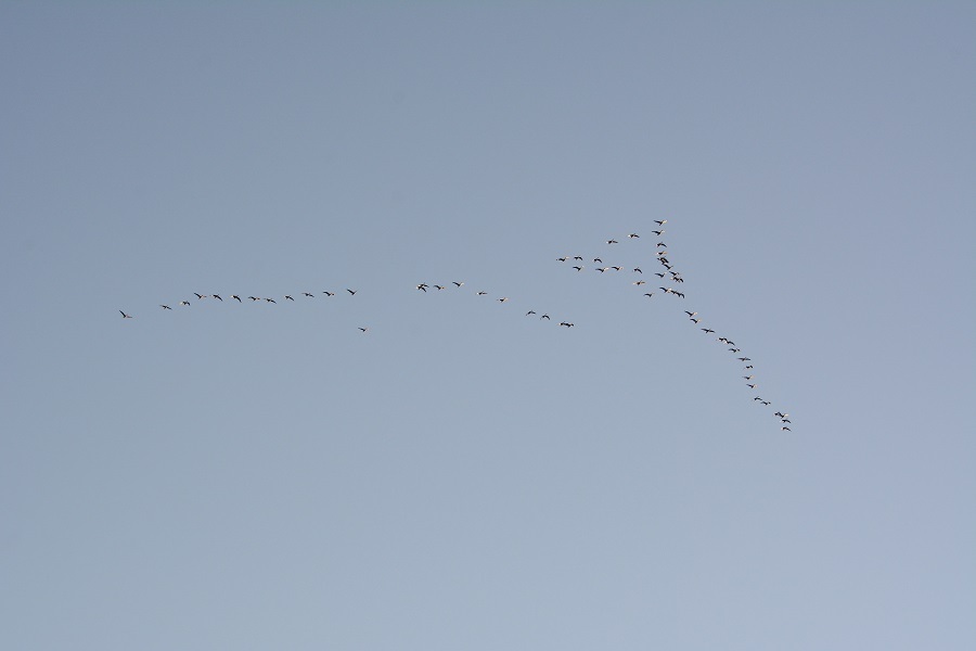 半数程が塒利用し他は朝戻り 今日のオオヒシクイ