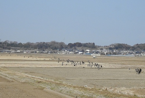 2018-2-27低空で逃げるDSCN7656.JPG