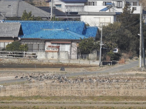 2018-2-27B1−3と舗装道路DSCN7629.JPG